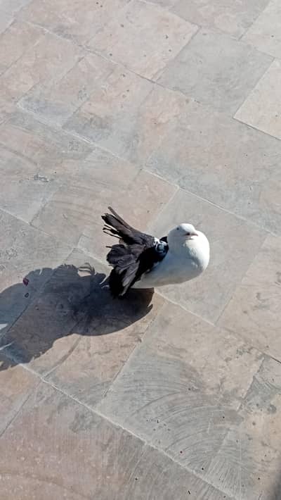 black beauty laka pair