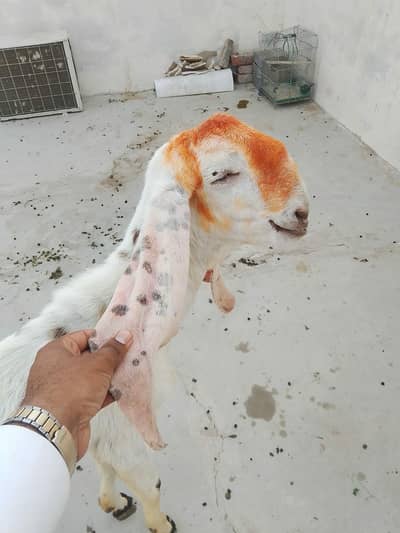 Desi bakra