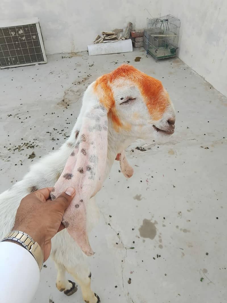 Desi bakra 0