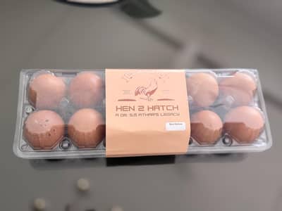 Australorp Chicks and Lohmann Brown Eggs