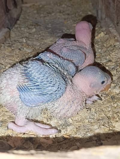 Kashmir Raw Parrots Chicks For Hand Tame purpose Read Add
