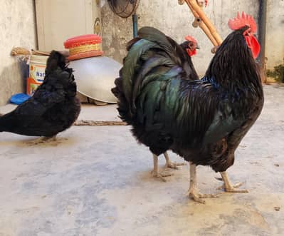 eggs for Sale & exchange