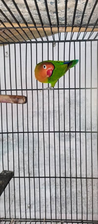 Love bird - fisher male