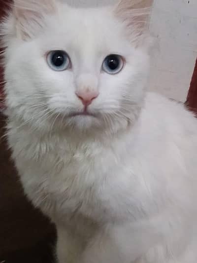 Feme White Persian