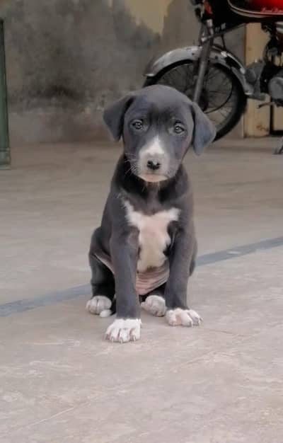 bully male puppy available for sale