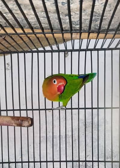 Love bird - fisher male