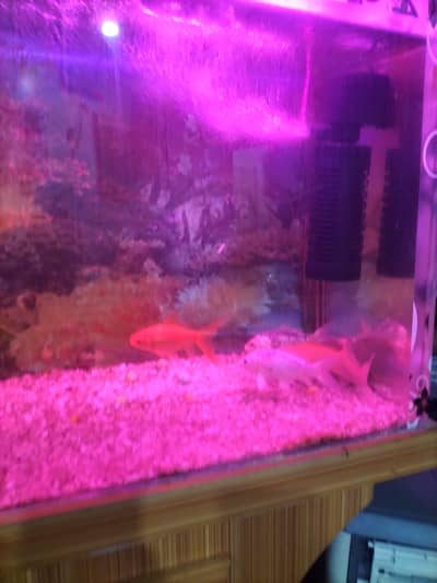 fish aquarium