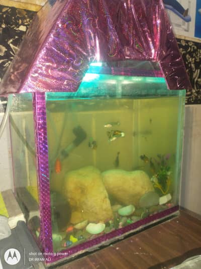 1feet aquarium on 10mm glass