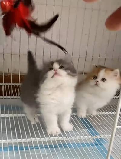 Persian Cats & Kittens for Sale may WhatsApp 03464636921