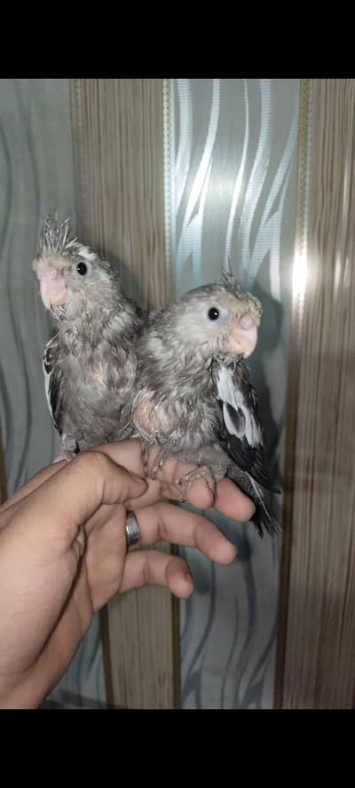 cocktail tame pair