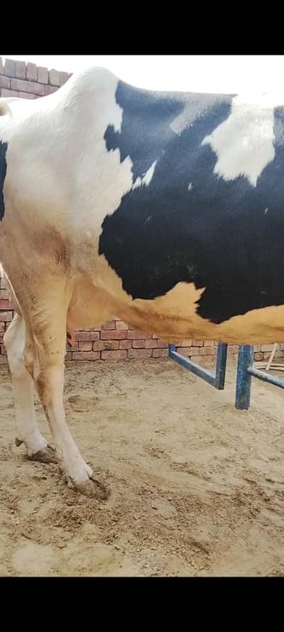 milking pregnant cows