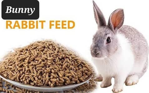 Rabbits feed