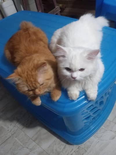 Active Persian cat pair luxury triple coat