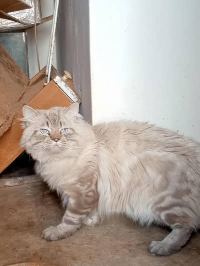 Beautiful Lynx Point Persian Female/Male | 3 Years Old | Blue Eyes