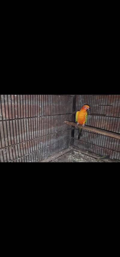 Sun Cnour Hight Red Factor