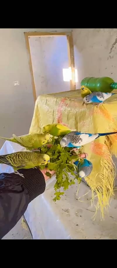 australian parrots /budgies hand tamed