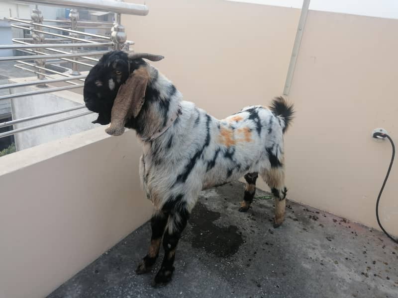 Bakra 3
