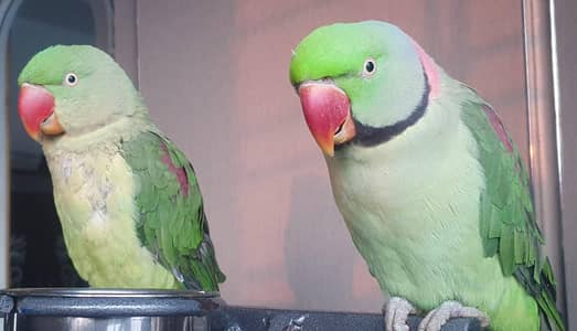 RAW TAMED TALKING PARROTS.