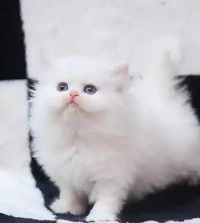 Persian female kitten for sale delivery available all Pakistan