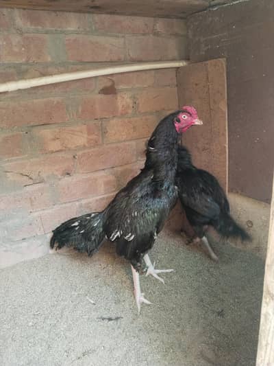 mushka lasani aseel pair