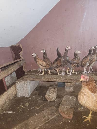 Aseel Murghii With kids