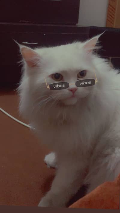 Persion cat for sale