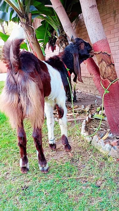 Bakra for Qurbani sale