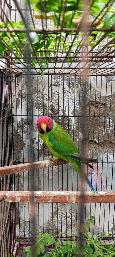 Plum Head Healthy, Active Breeder Male