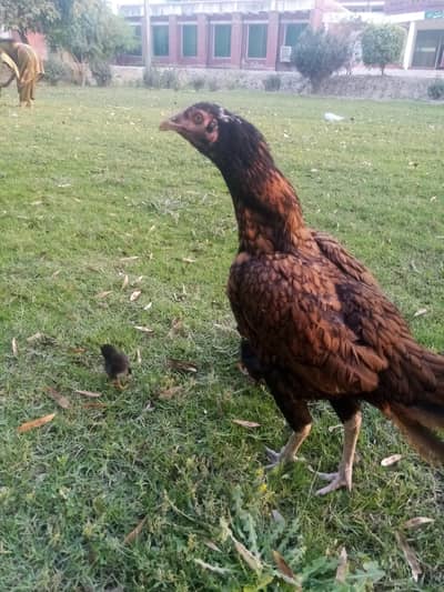 aseel madi and Chuze 03226575976