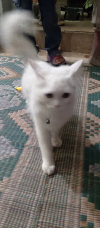 Turkish Angora