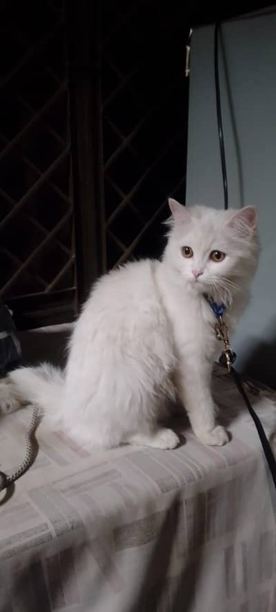 Turkish Angora