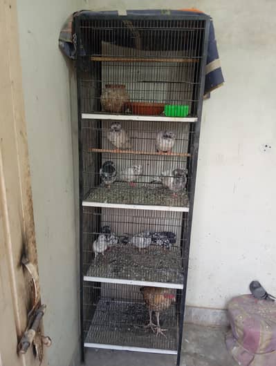 Birds and Hen Cage