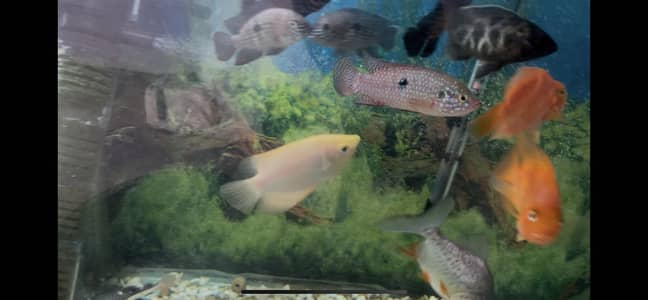 RTC / Oscar fish/ Parrot fish/ Paccu fish