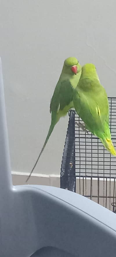 Green parrots pair