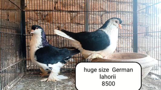 fancy pigeon | kabutar| Jacobin|  frillback saddle | amarican fantail|