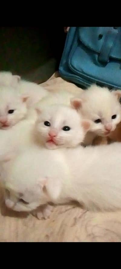 cat  Russian home breed