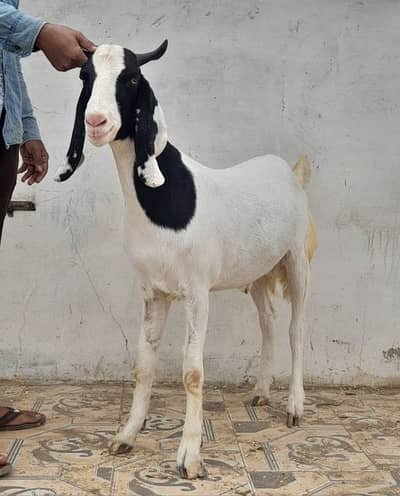 Available Qurbani 2026