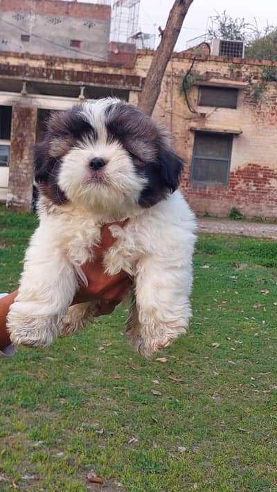Shihtzu Pedigree line punch face puppies for sale