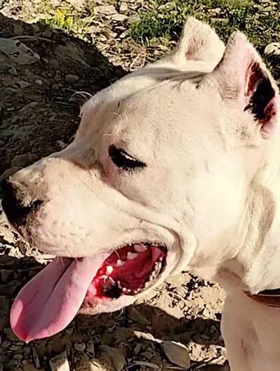 Urjent sale good Quality 03071295695