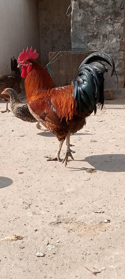 Desi Murgha/Male chicken