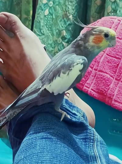missing handtame cockatiel