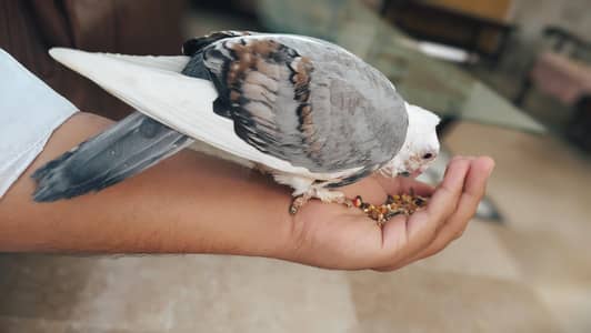 Setinent blue bar chick