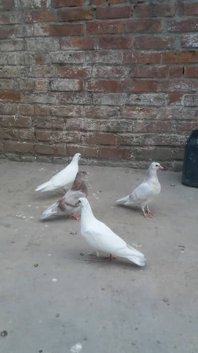 Different types Breader pigeon for sale. # . 0327, 62,33.046.