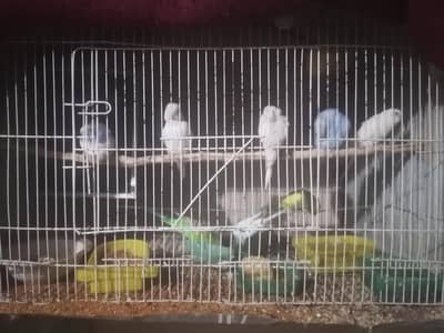 12 parrots for sale