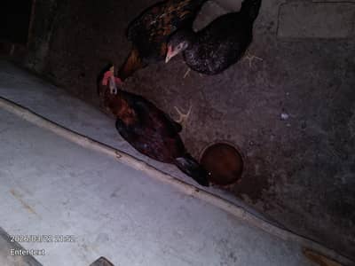 aseel ha 2 murge ha or 1murgi