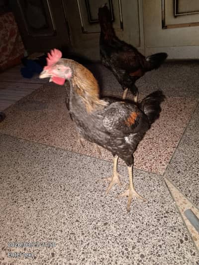 aseel ha 2 murge ha or 1murgi