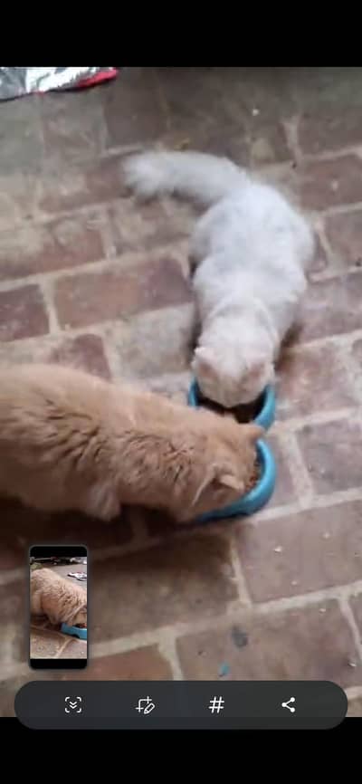 persian pair for paid adoption