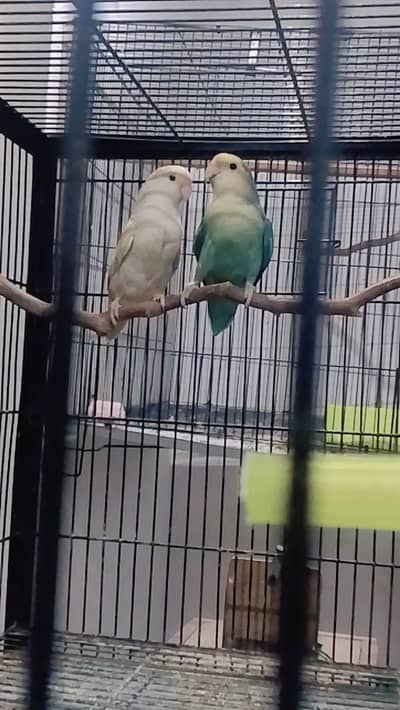 Rosicoli Love Birds beautiful breeder Jumbo Size Pair