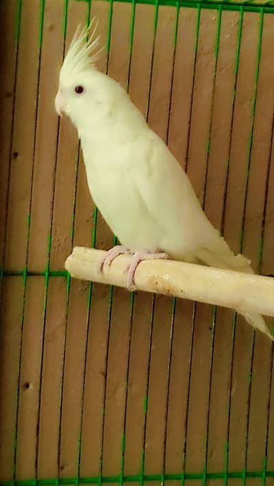 Eeno Cocktail Parrot's for Sale