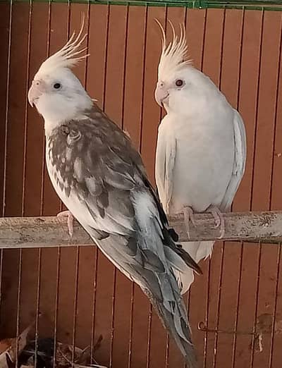 Eeno Cocktail and Split Gray Parrot's for Sale
